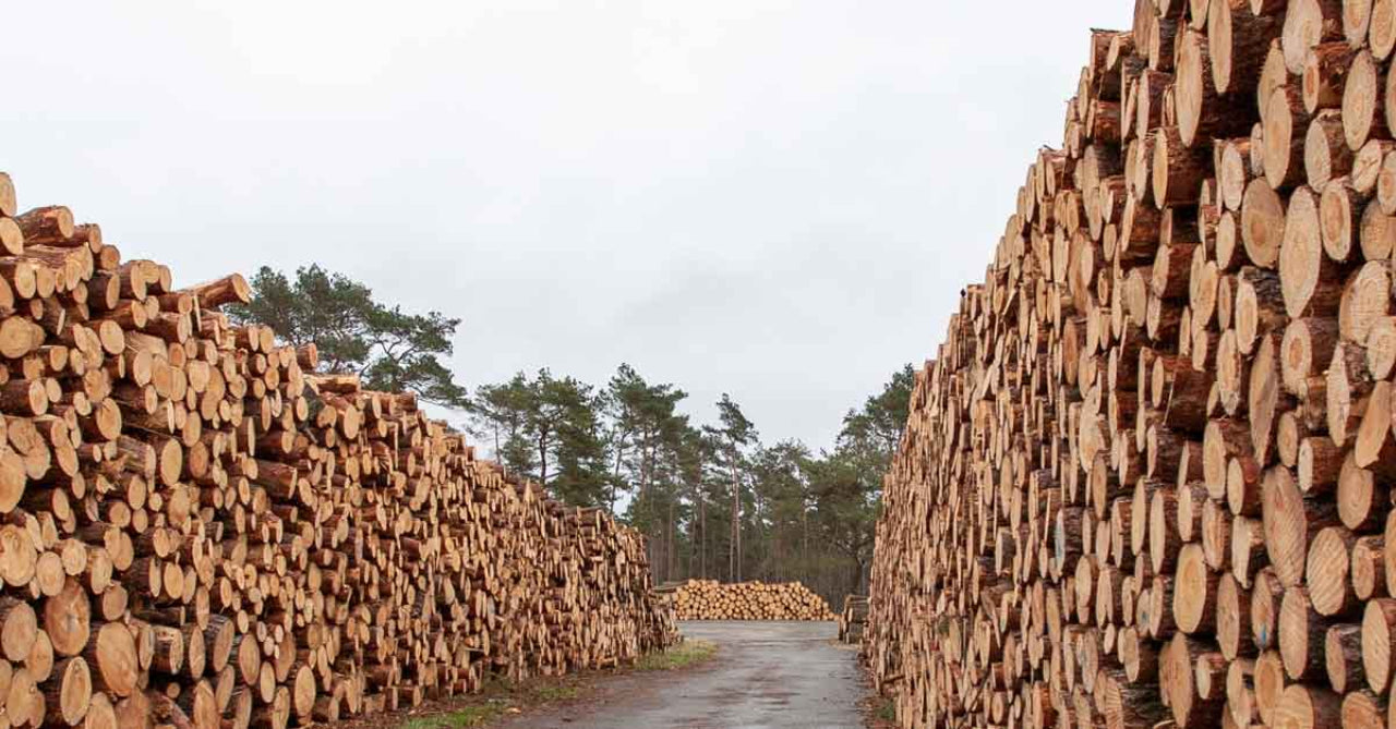 100 m³ Premium drewna bukowego